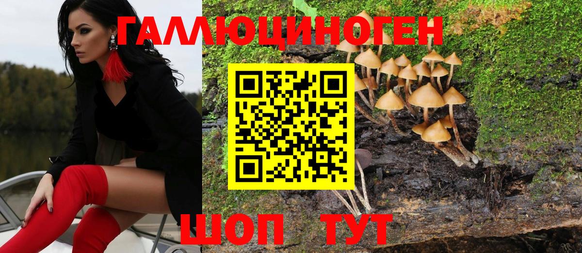 Псилоцибиновые грибы прущие грибы  Зеленогорск  продажа наркотиков  Псилоцибиновые грибы Psilocybe 