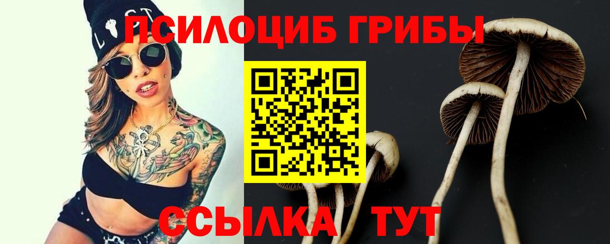 Галлюциногенные грибы Psilocybine cubensis Зеленогорск